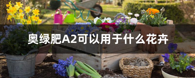 奥绿肥A2可以用于什么花卉