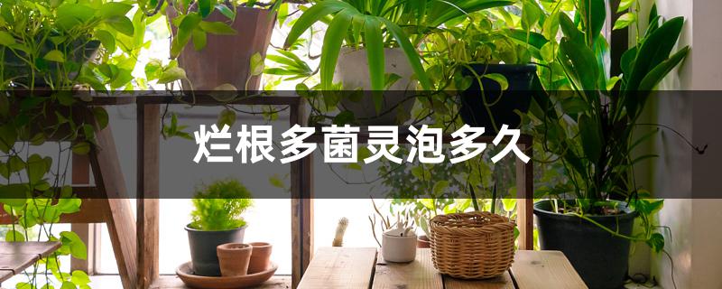 烂根多菌灵泡多久