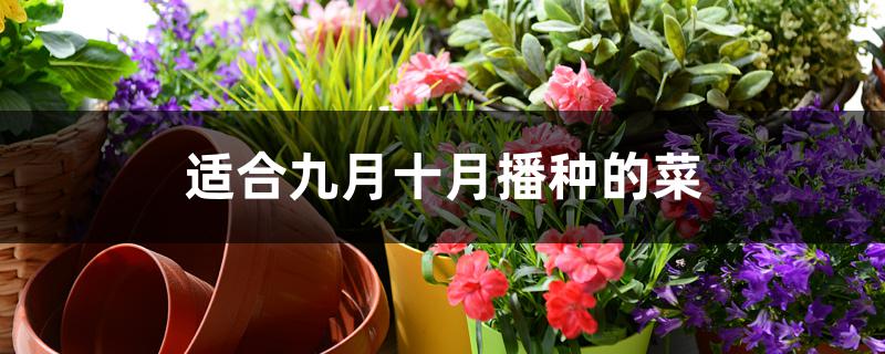 适合九月十月播种的菜 适合九月十月播种的菜