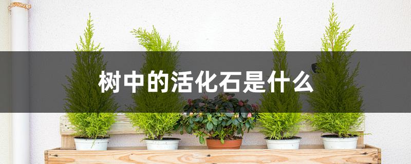 树中的活化石是什么