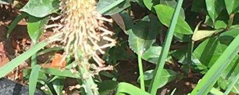 火炬花叶子变黄怎么回事