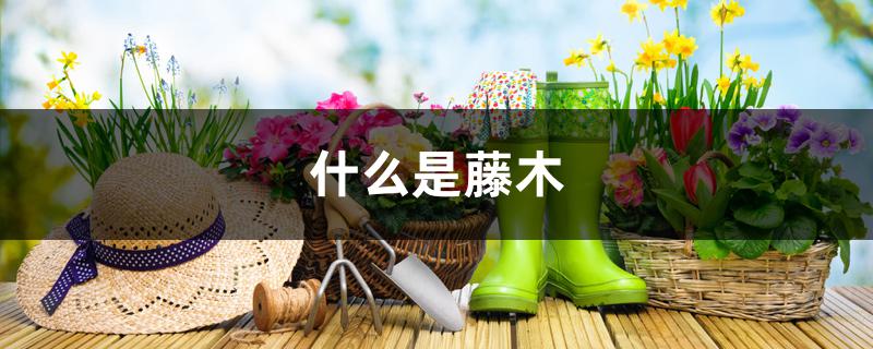 什么是藤木