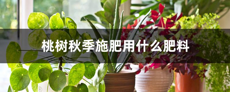 桃树秋季施肥用什么肥料