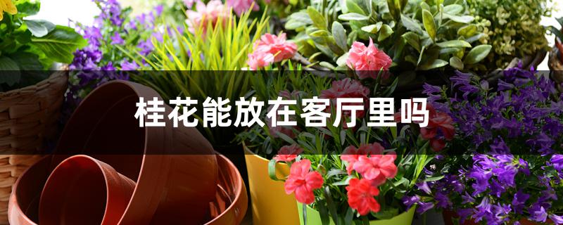 桂花能放在客厅里吗