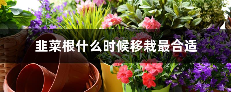 韭菜根什么时候移栽最合适 韭菜根什么时候移栽最合适