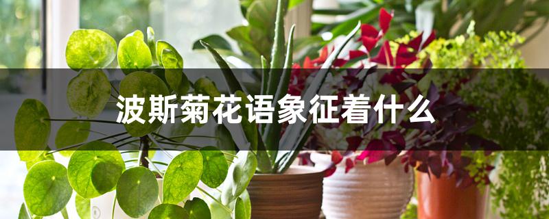 波斯菊花语象征着什么