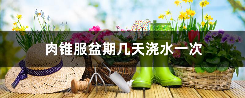 肉锥服盆期几天浇水一次 肉锥服盆期几天浇水一次