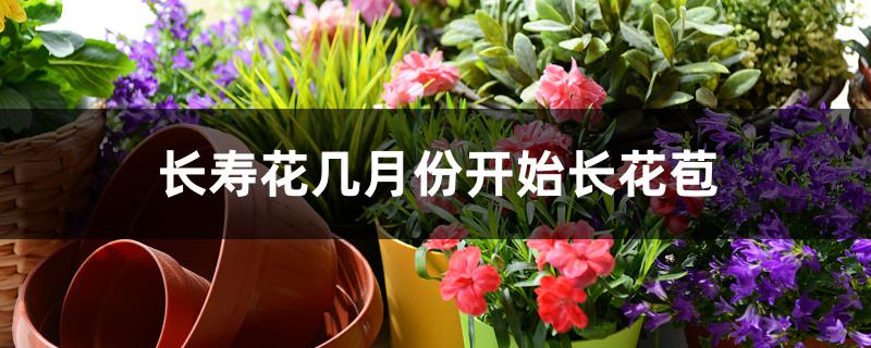 长寿花几月份开始长花苞 长寿花几月份开始长花苞