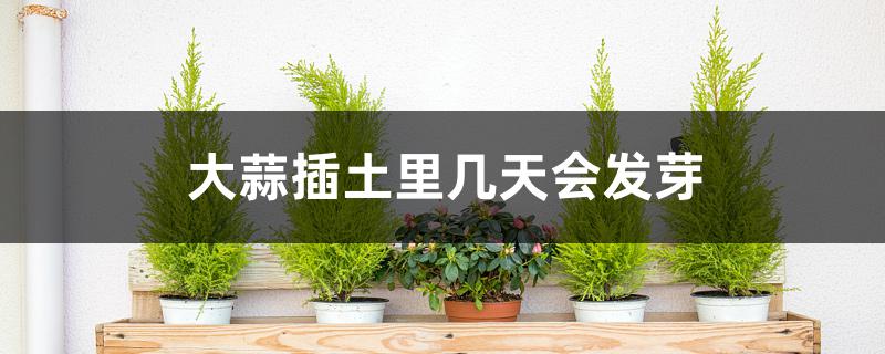 大蒜插土里几天会发芽 大蒜插土里几天会发芽