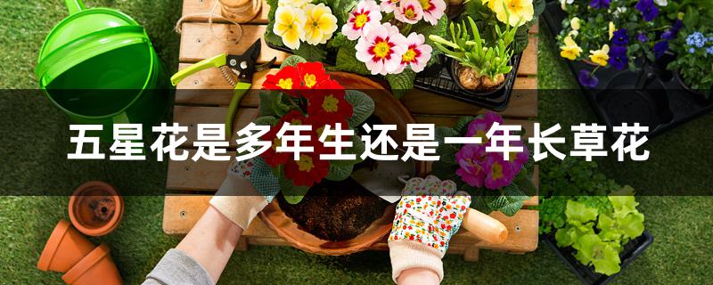 五星花是多年生还是一年长草花