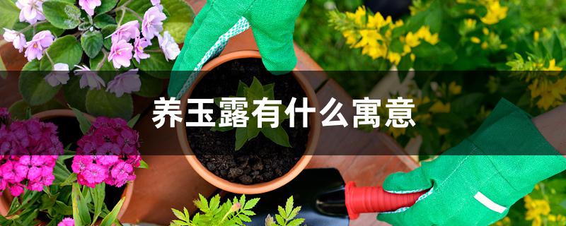 养玉露有什么寓意