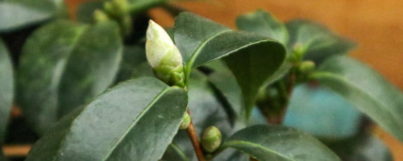 茶花叶子发黑掉了是什么原因 茶花叶子发黑掉了是什么原因