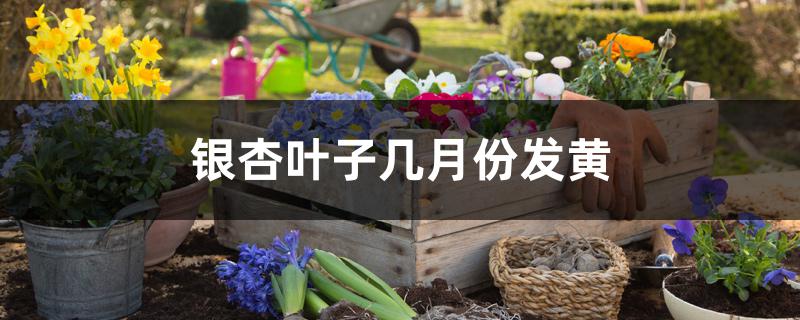 银杏叶子几月份发黄