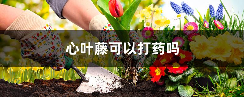 心叶藤可以打药吗 心叶藤可以打药吗