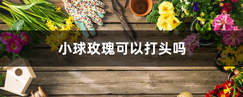 小球玫瑰可以打头吗 小球玫瑰可以打头吗