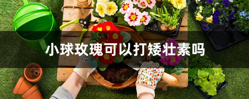 小球玫瑰可以打矮壮素吗 小球玫瑰可以打矮壮素吗