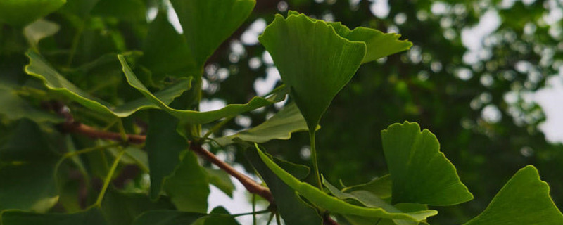 植物标本怎么做?