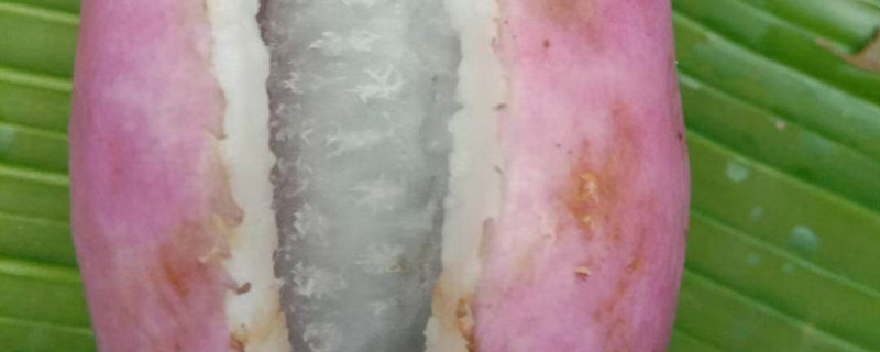 八月瓜种子怎么育苗