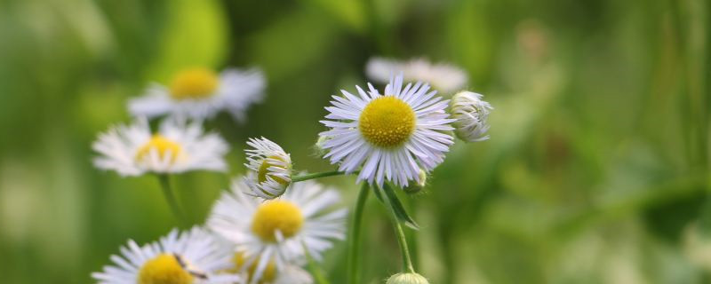 小菊花花语和寓意