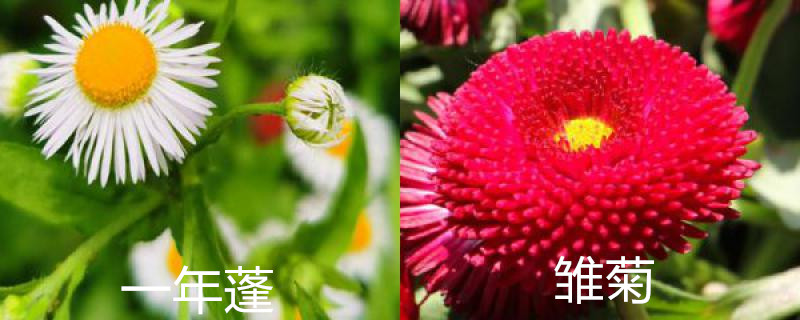 一年蓬和雏菊的区别