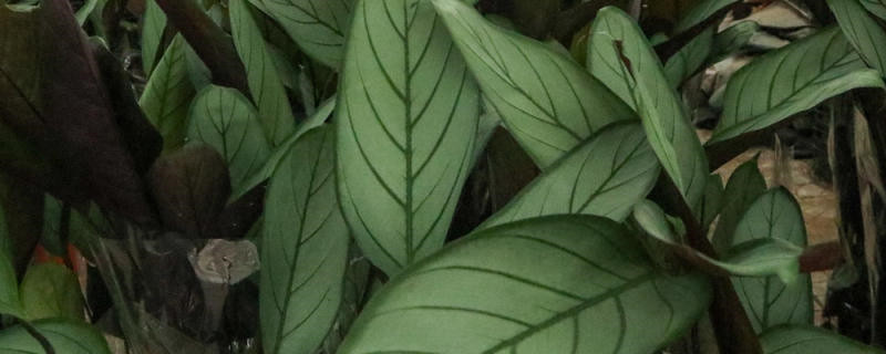 新飞羽竹芋叶子发黄怎么办,黄叶的原因 新飞羽竹芋叶子发黄怎么办,黄叶的原因
