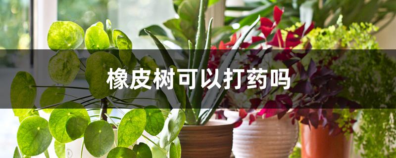 橡皮树可以打药吗