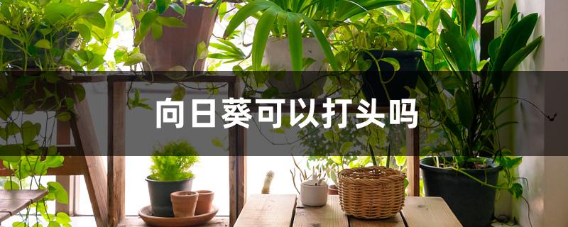 向日葵可以打头吗