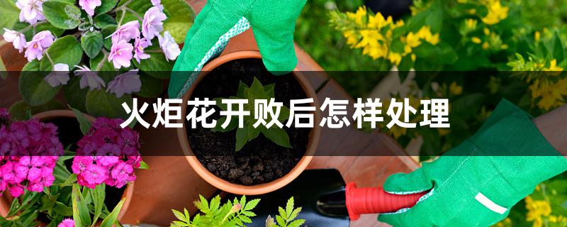 火炬花开败后怎样处理 火炬花开败后怎样处理