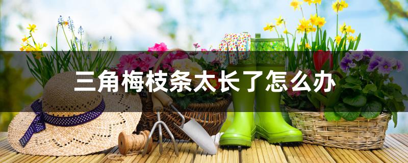 三角梅枝条太长了怎么办 三角梅枝条太长了怎么办