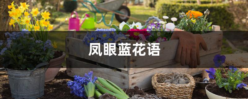 凤眼蓝花语 凤眼蓝花语