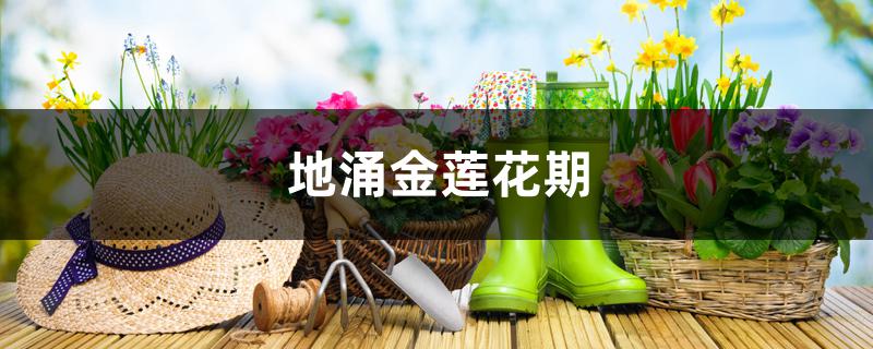 地涌金莲花期 地涌金莲花期