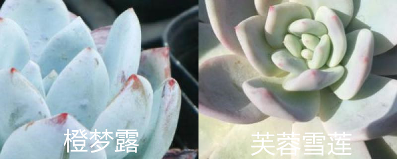 橙梦露和芙蓉雪莲有什么区别，摊大饼怎么办