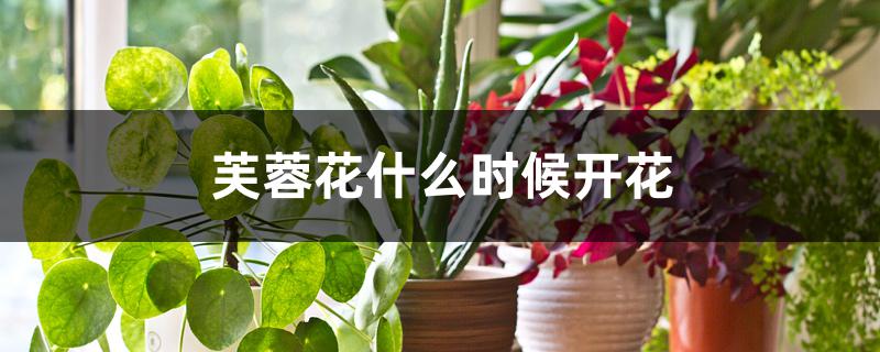 芙蓉花什么时候开花