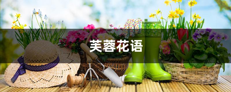 芙蓉花语