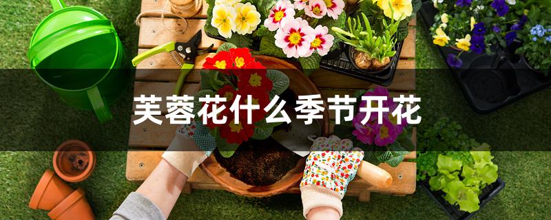 芙蓉花什么季节开花