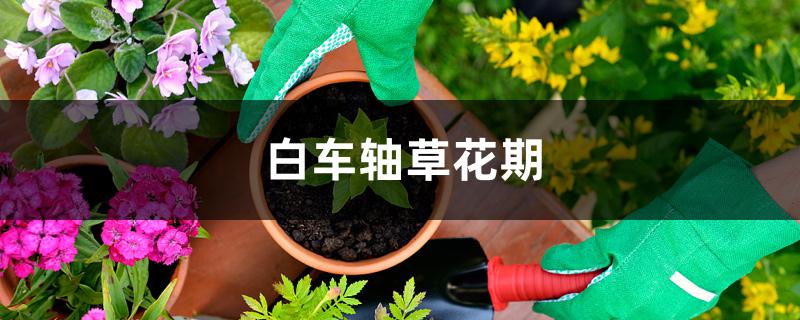 白车轴草花期 白车轴草花期