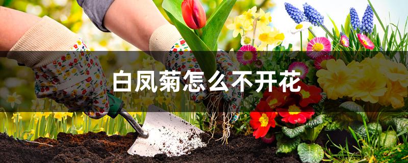 白凤菊怎么不开花 白凤菊怎么不开花