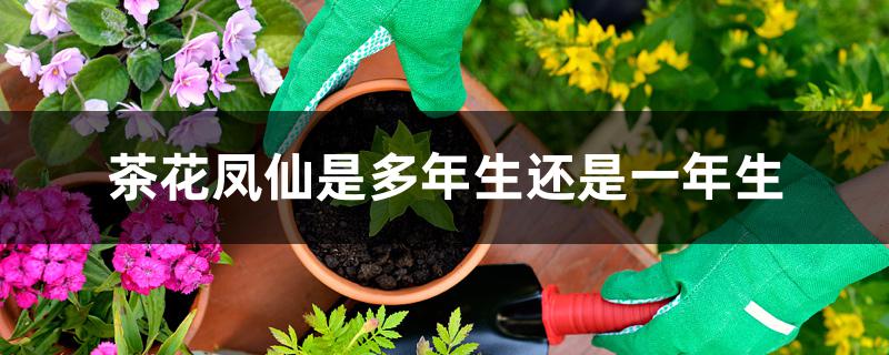 茶花凤仙是多年生还是一年生