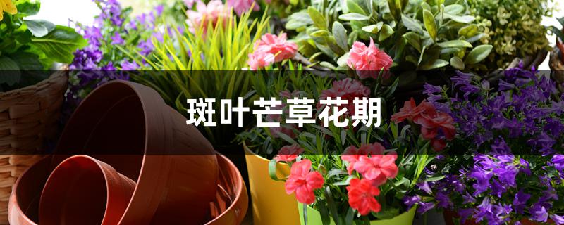 斑叶芒草花期