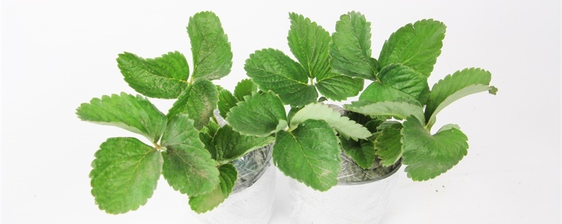 草莓盆栽种植方法