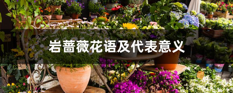 岩蔷薇花语及代表意义 岩蔷薇花语及代表意义
