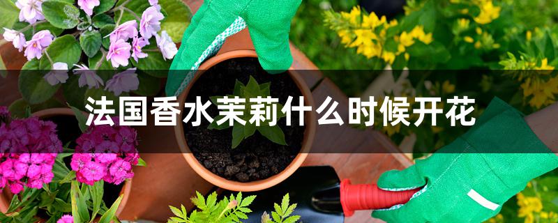 法国香水茉莉什么时候开花