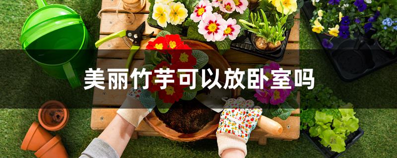 美丽竹芋可以放卧室吗