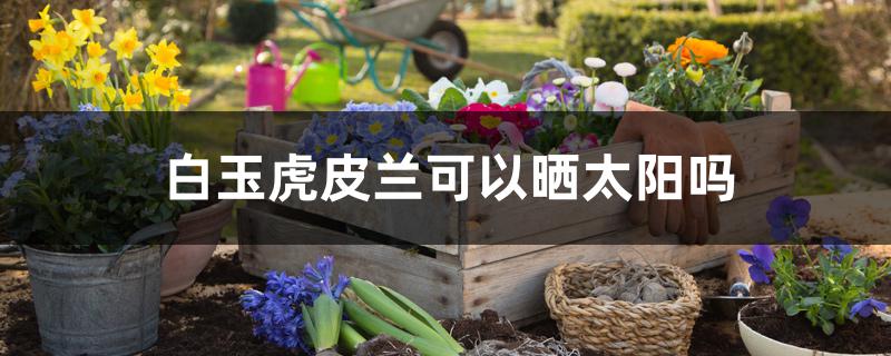 白玉虎皮兰可以晒太阳吗 白玉虎皮兰可以晒太阳吗
