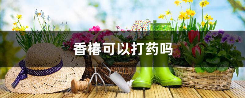 香椿可以打药吗