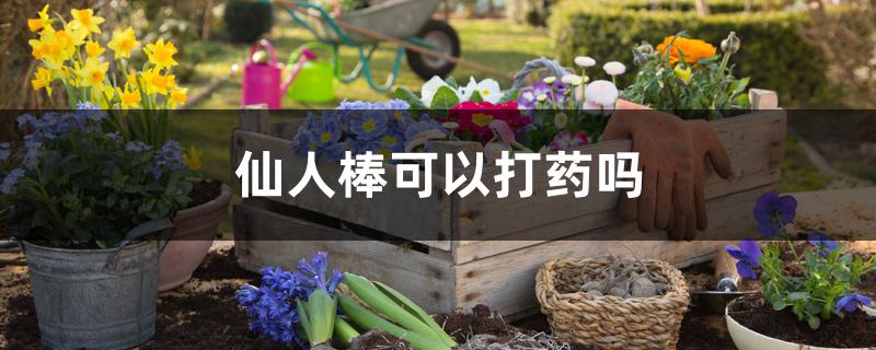 仙人棒可以打药吗 仙人棒可以打药吗