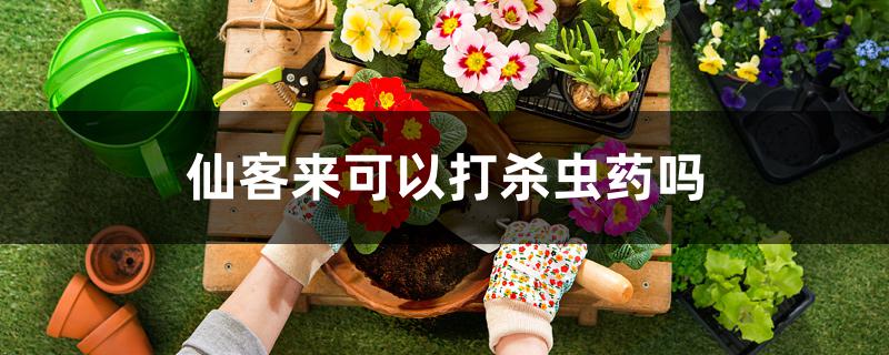 仙客来可以打杀虫药吗 仙客来可以打杀虫药吗