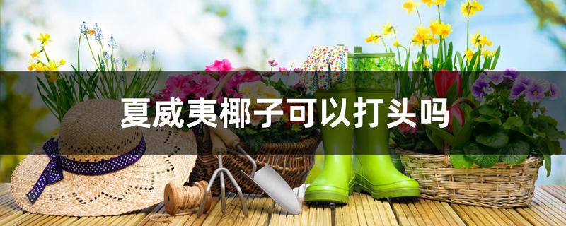 夏威夷椰子可以打头吗 夏威夷椰子可以打头吗