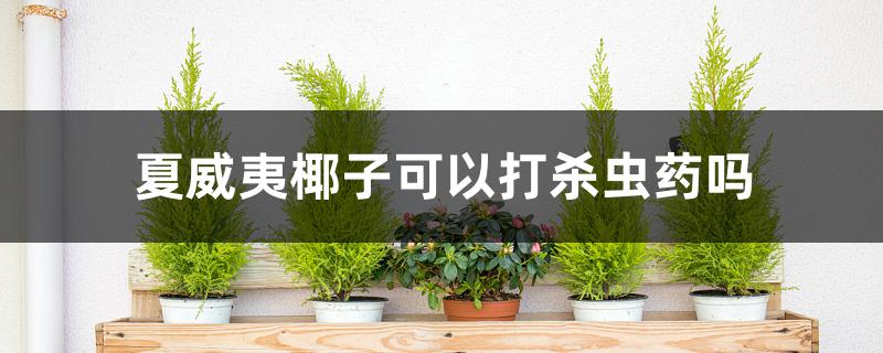 夏威夷椰子可以打杀虫药吗