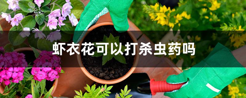 虾衣花可以打杀虫药吗